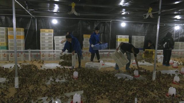 东西部协作再添新成果，广安区花桥镇生态肉鸡养殖场投入使用