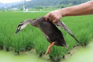 媒鸭养殖技术(稻田鸭变野鸭，杭州一农场主发布“抓鸭悬赏令”，抓的一半免费送)
