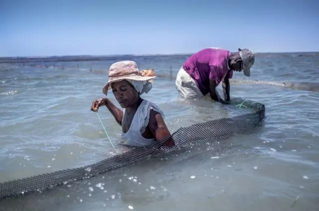 拯救海参的马达加斯加养殖者