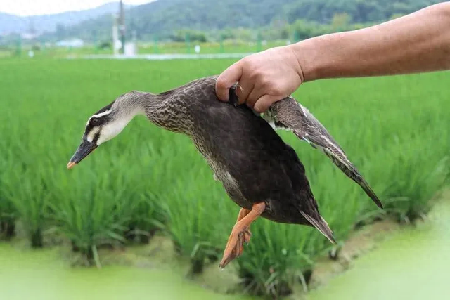 稻田鸭变野鸭，杭州一农场主发布“抓鸭悬赏令”，抓的一半免费送