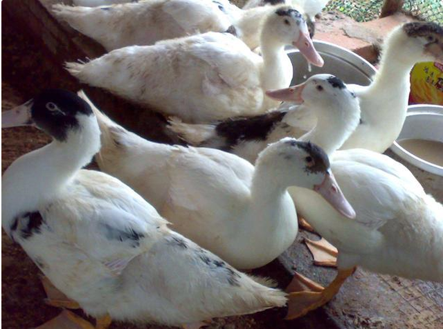 无法繁殖的“骡鸭”，一斤卖15，经济价值高，有人养殖一年赚10万