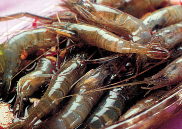 肉嫩鲜美的青虾，关于它的养殖方法，这里告诉你