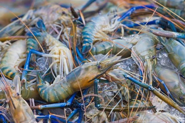 揭秘黑虎虾养殖黄金法则：打造理想水质打造致富金池！