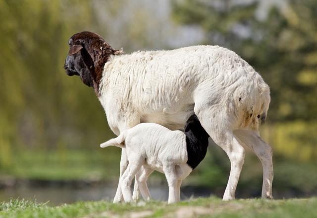 绵羊和山羊哪个好养？了解各自生活习性，才能选择最佳饲养方式