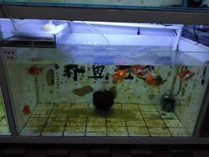 40天小金鱼苗养殖视频(刚出生的金鱼苗如何投喂，可以喂小鱼虫吗，闲来无事拿鱼虫喂鱼)