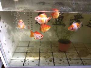 鸿运当头金鱼的养殖方法和注意事项(陶瓷缸是可以培养青苔水的，但是饲养金鱼一定要注意密度)