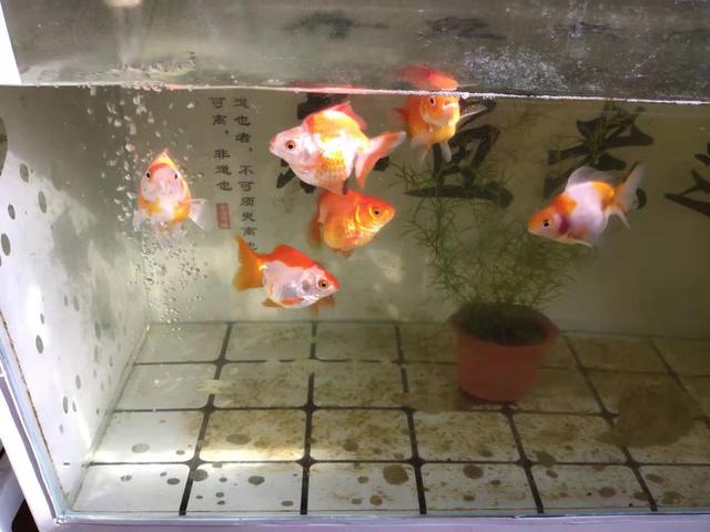 陶瓷缸是可以培养青苔水的，但是饲养金鱼一定要注意密度