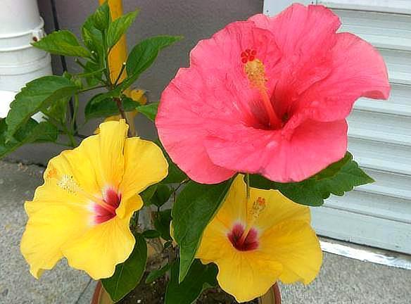 懒人植物“扶桑花”，养护有“窍门”，做好四季开花，越开越爆盆