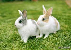 农村野兔养殖视频(兔子繁殖快、爱吃草，为啥农村没大量养殖？告诉你我的失败全过程)
