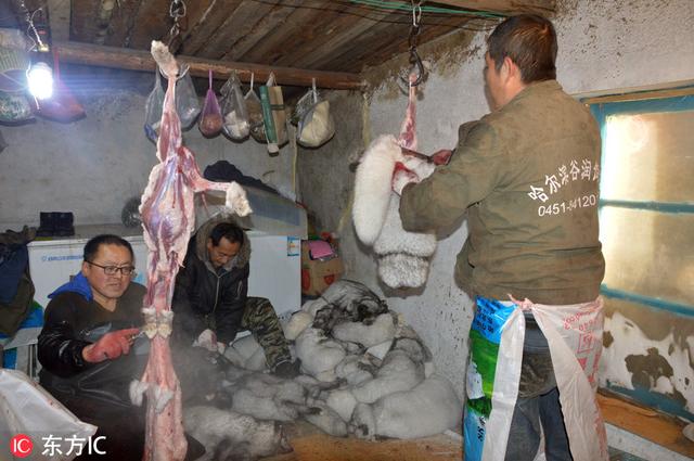 内蒙古北极狐养殖户开启丰收季 一张狐皮赚200最高获利数百万
