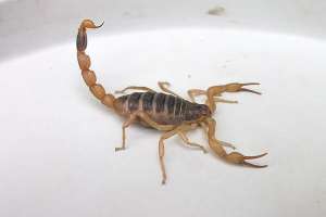 蝎子养殖政策(多地发布野生蝎子“禁捕令”1只蝎子一年可捕杀1万多只害虫)