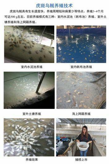 禁渔期也能吃上活海鲜 宁波突破虎斑乌贼规模化繁育养殖技术