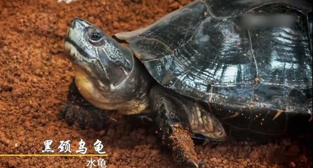 别人不要的乌龟，深圳男子花530万买下，2016年靠乌龟年入6000万