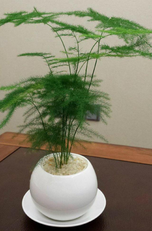 家里养文竹，注意5个小细节，长到一米多高，苍翠清秀，漂亮繁茂