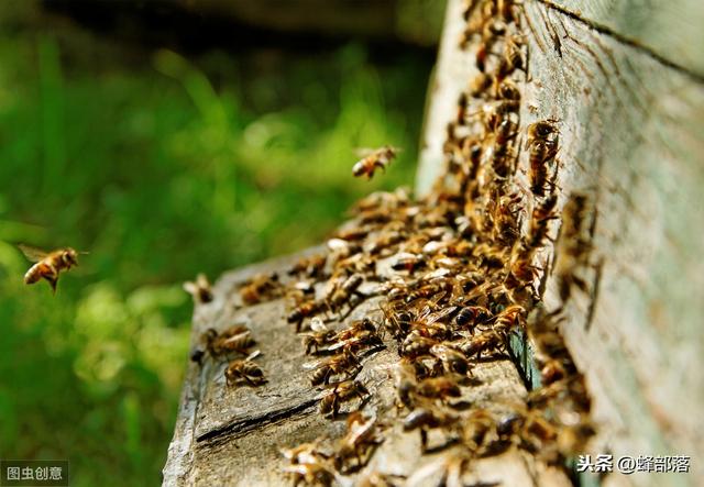 蜜蜂养殖，怎样选择养蜂用具？选择好了，养蜂事半功倍