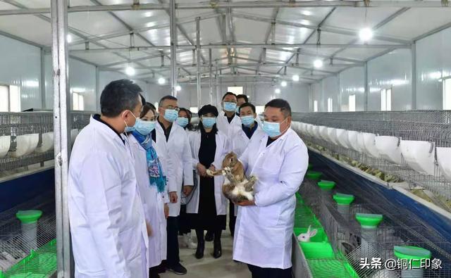 两大科院“加盟”贵州省铜仁市万山武陵兔业