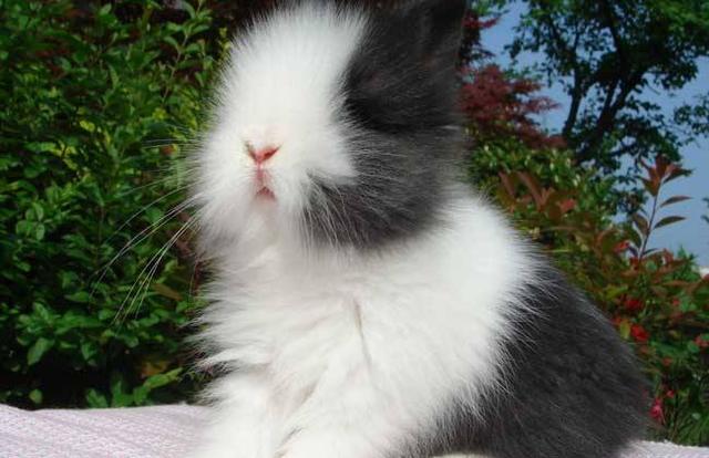 原来最适合的当宠物的兔兔，只有这几种啊？