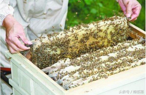 意蜂养殖，如何建立一个三王群？老蜂农快速繁蜂必用手法
