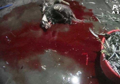 动物组织揭露人工饲养的獾在中国农场被残忍杀害，呼吁少使用獾毛