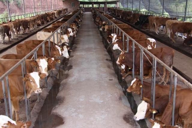 从牛类养殖业规模化来看，有什么现存问题和应对策略？