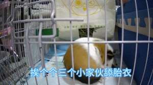 彩豚鼠养殖视频(#萌宠日常记录小豚鼠出生过程。)