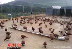 七彩山鸡养殖图片(七彩山鸡养殖的选地和饲料有哪些要素？)