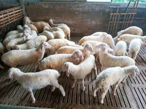 农村羊养殖怎么办手续(养羊需要办理什么手续？想要养羊不知道要做什么，先了解一下这些)