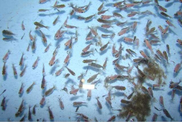 自家繁殖的小金鱼应该如何来喂养和换水？
