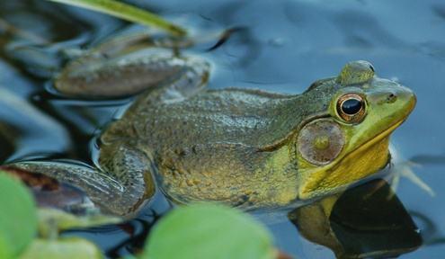 养好牛蛙需要知道的 4 个饲养管理方法，经验之谈