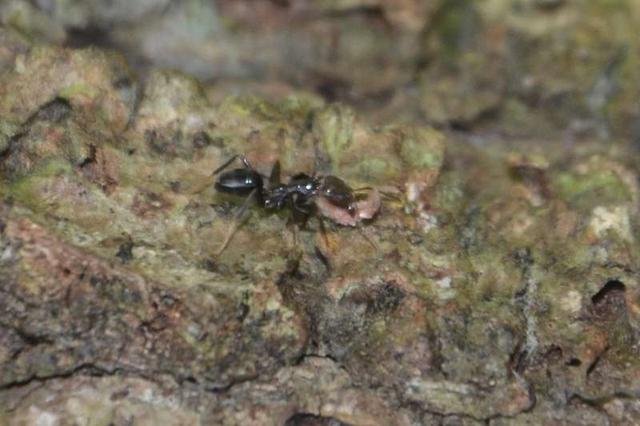 神奇的蚂蚁！不仅可以种植水果，还进行放牧，养殖真菌？