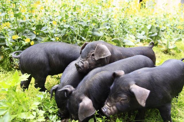 广西优良猪种，陆川猪的林下养殖技术