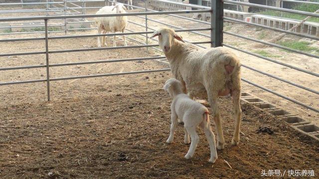 养羊的7个基本常识，一窍不通的养殖户请看！