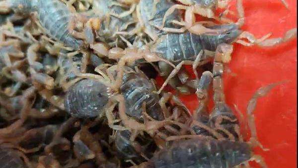 多地发布野生蝎子“禁捕令”1只蝎子一年可捕杀1万多只害虫
