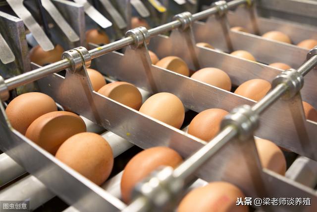 蛋鸡的养殖技术与管理要点