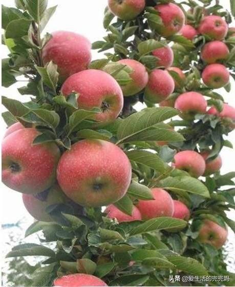 盆栽苹果树可观花、观果、品果，如何正确养殖才能硕果累累？