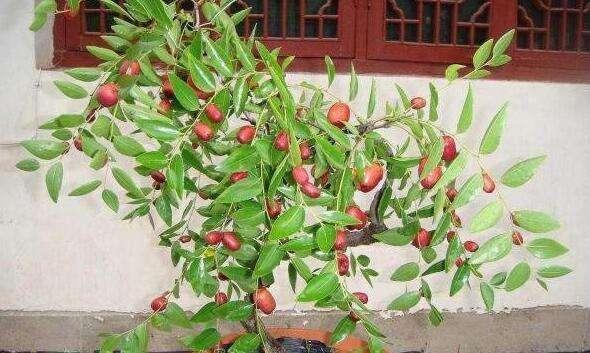 盆栽枣树养殖方法