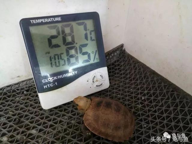 「8+25」陆龟饲养快速入门