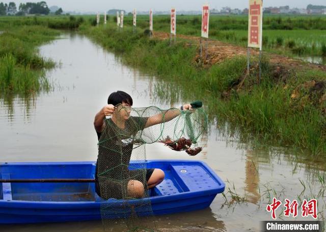 广西贵港市将打造“中国南方富硒小龙虾之乡”