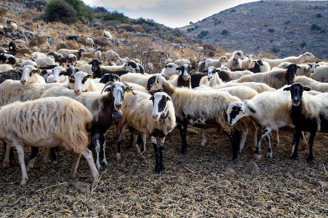 算一笔账：农村养50只羊，25只母羊25只公羊，一年有多少利润？