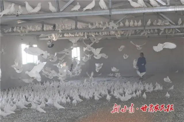 凉州区：养鸽成为致富特色产业