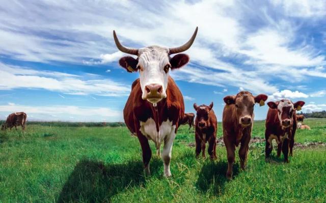 育肥牛养殖基地项目可行性研究报告（代写商业计划）
