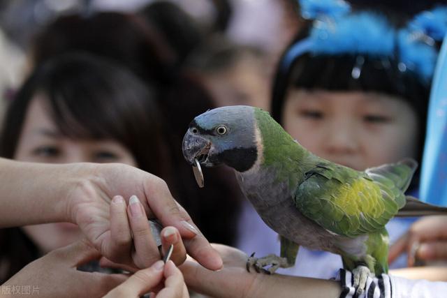国内最不受欢迎的鹦鹉之一，四川鹦鹉属于国产鹦鹉，你有见过吗？