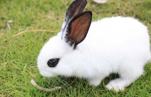 原来最适合的当宠物的兔兔，只有这几种啊？