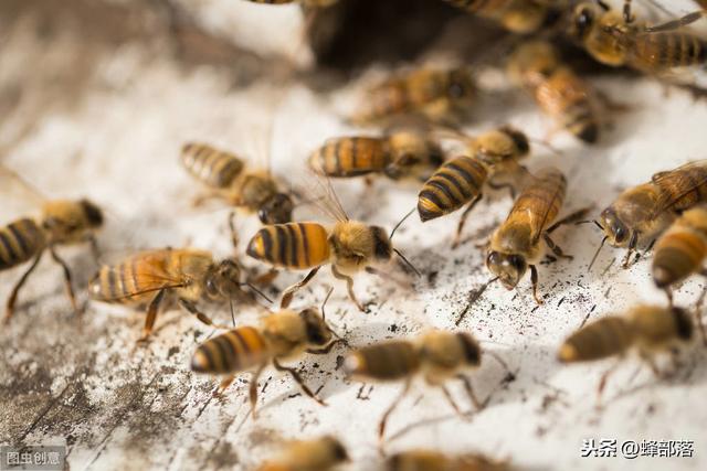 一箱中蜂，如何养殖才能复壮？这2个条件才是重点，附后期管理
