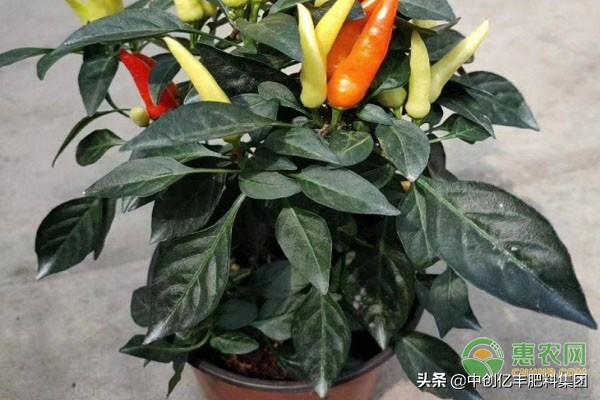 家庭怎么种植辣椒？辣椒的盆栽种植方法