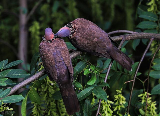 斑鸠不会筑巢吗？在农村常见的斑鸠，为何说吃它的肉危害很大？