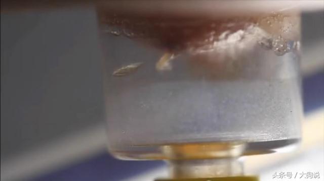 哈佛小哥为科学献身，在自己身体里培育皮肤蝇蛆虫！