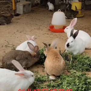 放养兔子养殖技术视频(#生态放养肉兔繁殖#散养兔窝搭建繁殖兔子)
