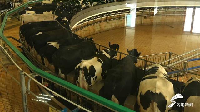 绿色牧场公众开放日活动走进山东省最大奶牛养殖基地