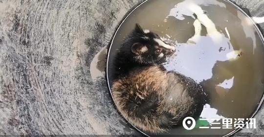 “三有”濒危野生鼬獾闯农户田间偷水喝，掉入水缸出不来